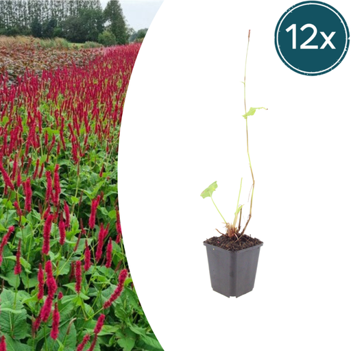 "Kerzenknöterich 'Blackfield' 12er-Set (Persicaria amplexicaulis) – winterharte Staude, Topf-Ø 9 cm, Höhe ca. 25 cm image"