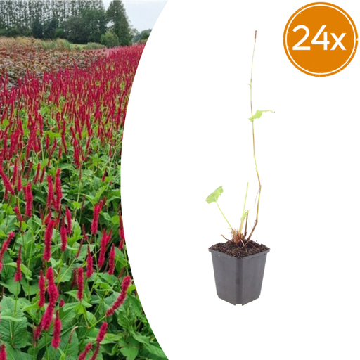 "24x Persicaria a. 'Schwarzfeld' - ↕10-25cm - Ø9cm image"