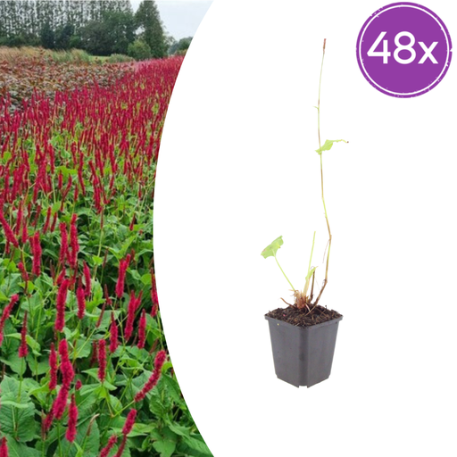 "48x Persicaria a. 'Blackfield' - ↕10-25cm - Ø9cm image"