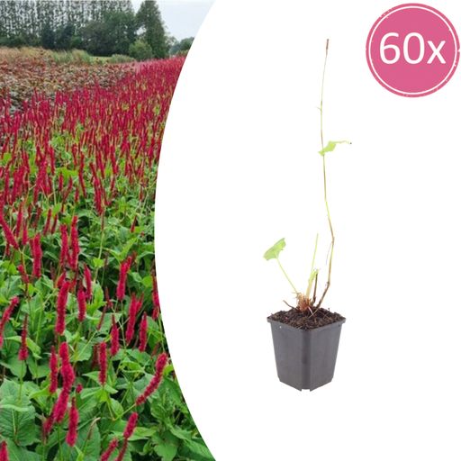"60x Persicaria a. 'Blackfield' - ↕10-25cm - Ø9cm image"