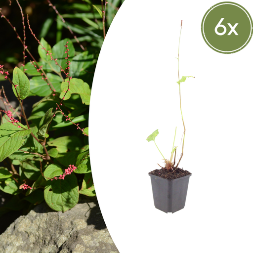 "Knöterich 'Speciosa' 6er-Set (Persicaria) – winterharte Staude, Topf-Ø 9 cm, Höhe ca. 25 cm image"