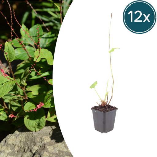 "Knöterich 'Speciosa' 12er-Set (Persicaria) – winterharte Staude, Topf-Ø 9 cm, Höhe ca. 25 cm image"