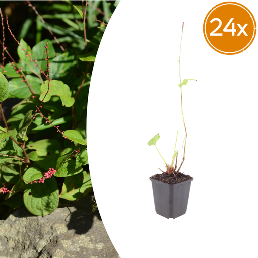"Knöterich 'Speciosa' 24er-Set (Persicaria) – winterharte Staude, Topf-Ø 9 cm, Höhe ca. 25 cm image"