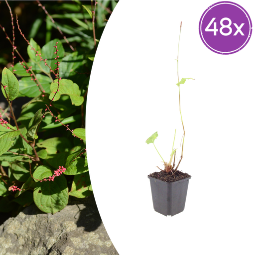 "48x Persicaria a. 'Speciosa' - ↕10-25cm - Ø9cm image"