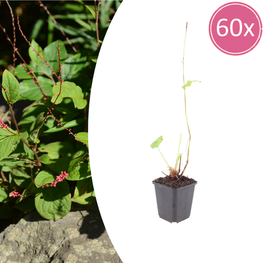 "48x Persicaria a. 'Speciosa' - ↕10-25cm - Ø9cm image"