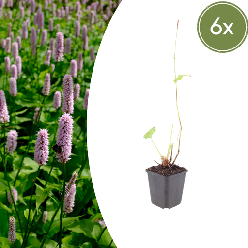 "Teppichknöterich 'Superba' 6er-Set (Persicaria affinis) – winterharte Bodendecker-Staude, Topf-Ø 9 cm, Höhe ca. 25 cm image"