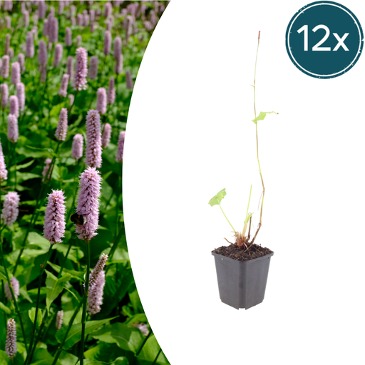 "Teppichknöterich 'Superba' 12er-Set (Persicaria affinis) – winterharte Bodendecker-Staude, Topf-Ø 9 cm, Höhe ca. 25 cm image"