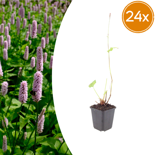"Teppichknöterich 'Superba' 24er-Set (Persicaria affinis) – winterharte Bodendecker-Staude, Topf-Ø 9 cm, Höhe ca. 25 cm image"