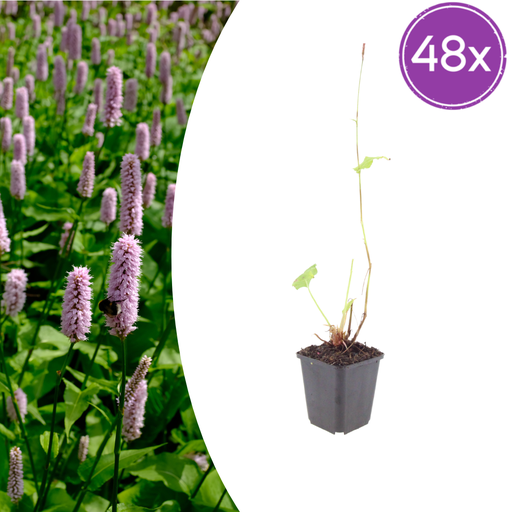 "Teppichknöterich 'Superba' 48er-Set (Persicaria affinis) – winterharte Bodendecker-Staude, Topf-Ø 9 cm, Höhe ca. 25 cm image"