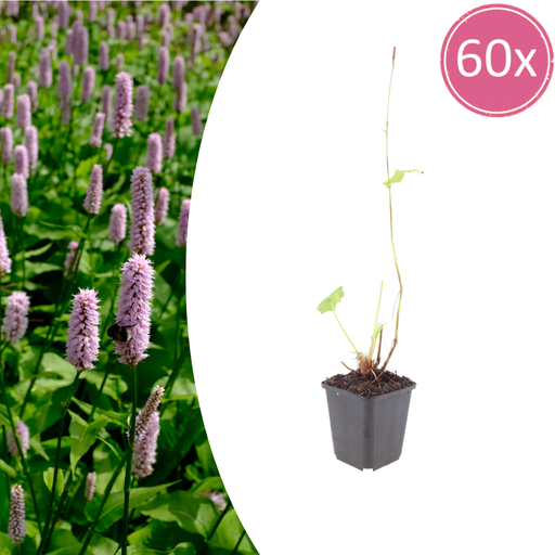 "60x Persicaria aff. 'Superba' - ↕10-25cm - Ø9cm image"
