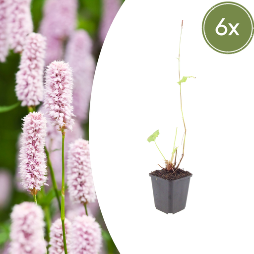 "Wiesenknöterich 6er-Set (Persicaria bistorta) – winterharte Staude, Topf-Ø 9 cm, Höhe ca. 25 cm image"