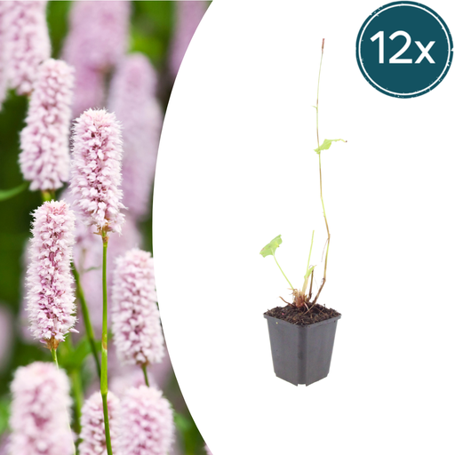 "12x Persicaria bistorta - ↕10-25cm - Ø9cm image"