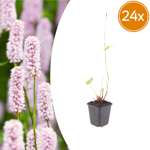 "Wiesenknöterich 24er-Set (Persicaria bistorta) – winterharte Staude, Topf-Ø 9 cm, Höhe ca. 25 cm image"