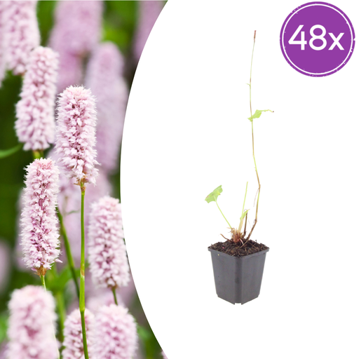 "Wiesenknöterich 48er-Set (Persicaria bistorta) – winterharte Staude, Topf-Ø 9 cm, Höhe ca. 25 cm image"