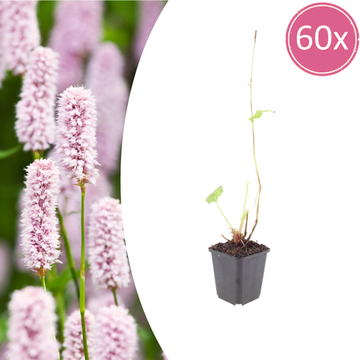 "60x Persicaria bistorta - ↕10-25cm - Ø9cm image"