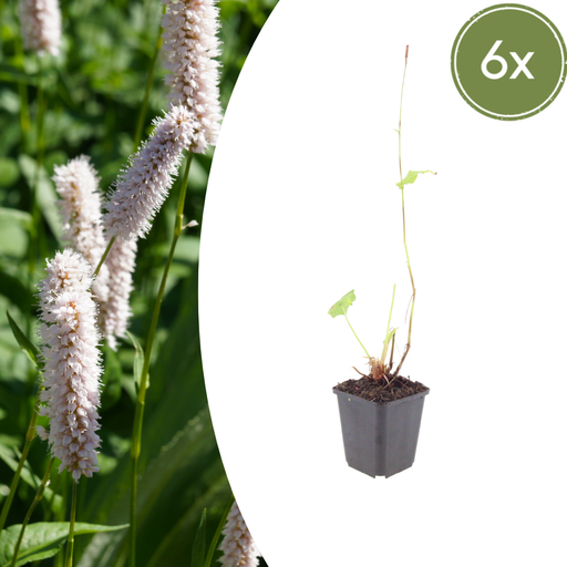"Wiesenknöterich 'Superba' 6er-Set (Persicaria bistorta) – winterharte Staude, Topf-Ø 9 cm, Höhe ca. 25 cm image"