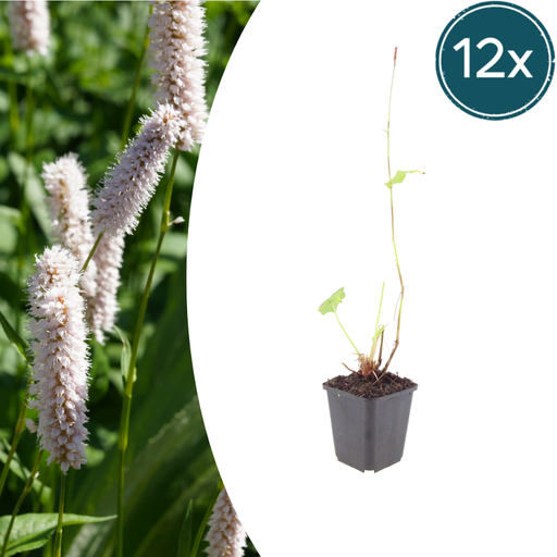 "12x Persicaria bistorta 'Superba' - ↕10-25cm - Ø9cm image"