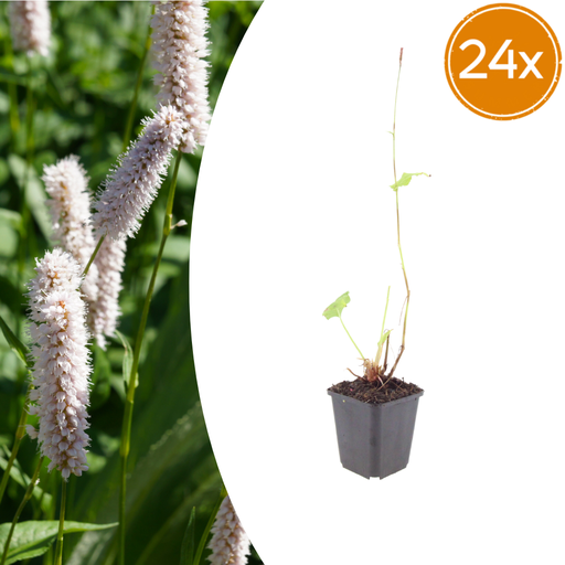 "Wiesenknöterich 'Superba' 24er-Set (Persicaria bistorta) – winterharte Staude, Topf-Ø 9 cm, Höhe ca. 25 cm image"