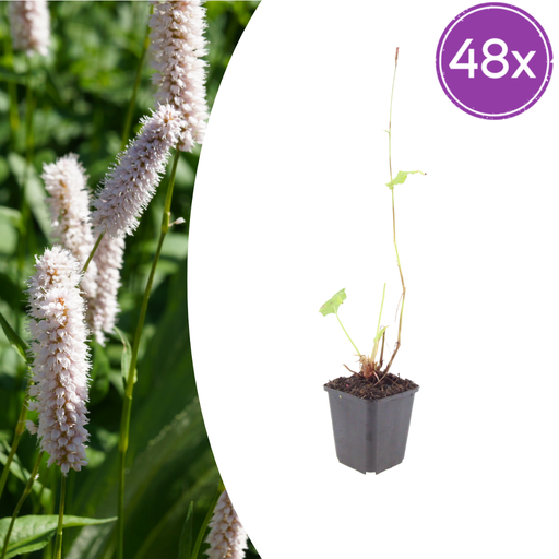 "Wiesenknöterich 'Superba' 48er-Set (Persicaria bistorta) – winterharte Staude, Topf-Ø 9 cm, Höhe ca. 25 cm image"