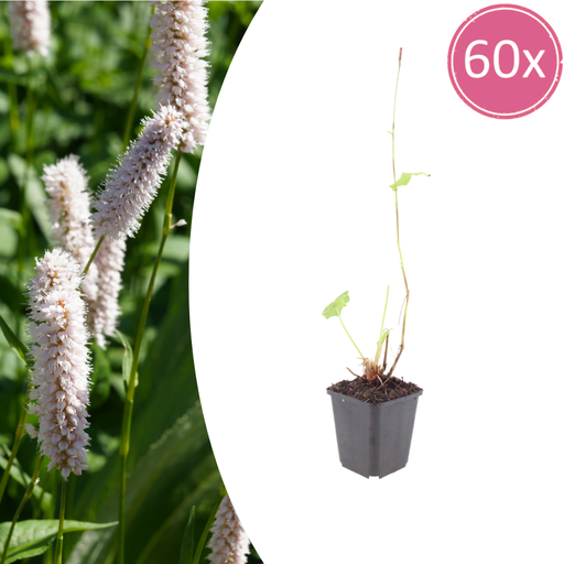 "Wiesenknöterich 'Superba' 60er-Set (Persicaria bistorta) – winterharte Staude, Topf-Ø 9 cm, Höhe ca. 25 cm image"