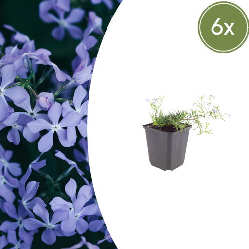 "Flammenblume 'Smaragd Kissen Blau' 6er-Set (Phlox paniculata) – winterharte Staude, Topf-Ø 9 cm, Höhe ca. 25 cm image"