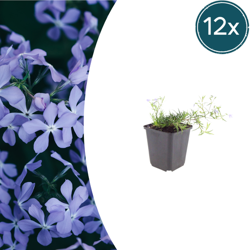 "Flammenblume 'Emerald Cushion Blue' 12er-Set (Phlox) – winterharte Staude, Topf-Ø 9 cm, Höhe ca. 25 cm image"