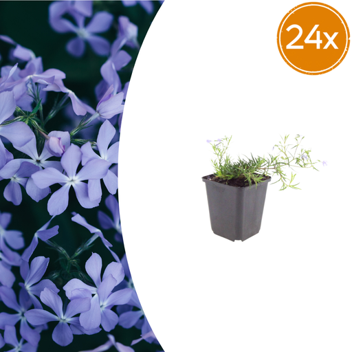 "Flammenblume 'Smaragd Kissen Blau' 24er-Set (Phlox paniculata) – winterharte Staude, Topf-Ø 9 cm, Höhe ca. 25 cm image"