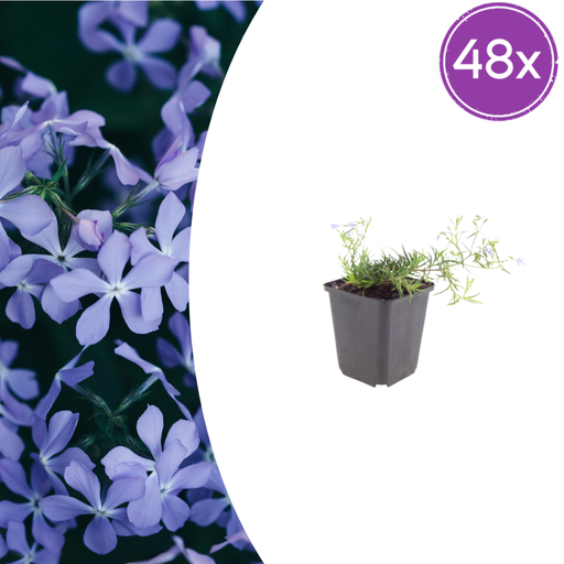 "48x Phlox (S) 'Smaragd Kissen Blau' - ↕10-25cm - Ø9cm image"
