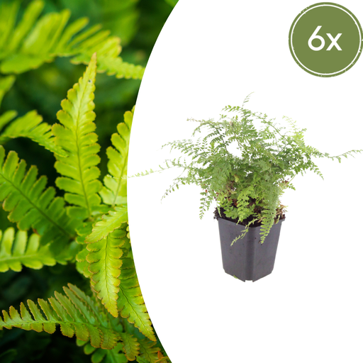 "Sichelfarn 'Herrenhausen' 6er-Set (Polystichum falcatum) – winterharte Blattschmuckpflanze, Topf-Ø 9 cm, Höhe ca. 25 cm image"
