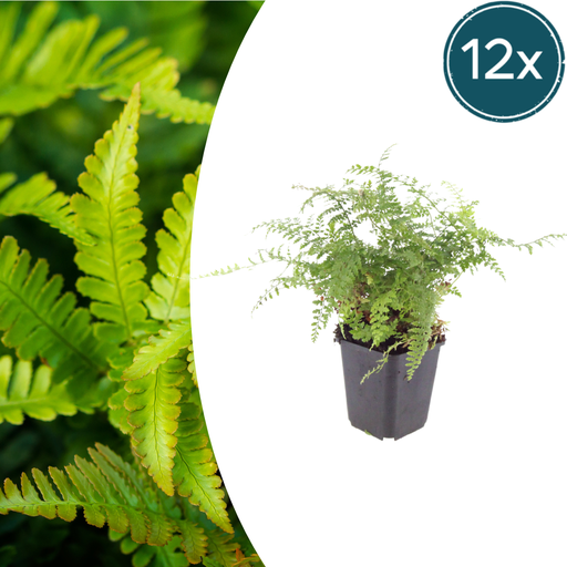 "Sichelfarn 'Herrenhausen' 12er-Set (Polystichum falcatum) – winterharte Blattschmuckpflanze, Topf-Ø 9 cm, Höhe ca. 25 cm image"