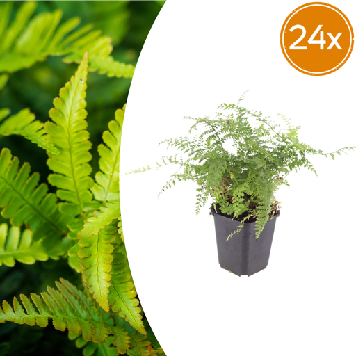 "Korea-Schildfarn 'Herrenhausen' 24er-Set (Polystichum tsus-simense) – winterharter Farn, Topf-Ø 9 cm, Höhe ca. 25 cm image"