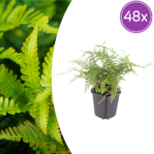 "Sichelfarn 'Herrenhausen' 48er-Set (Polystichum falcatum) – winterharte Blattschmuckpflanze, Topf-Ø 9 cm, Höhe ca. 25 cm image"