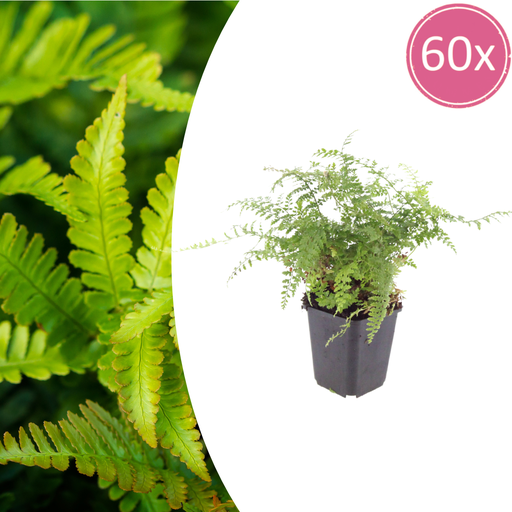 "Sichelfarn 'Herrenhausen' 60er-Set (Polystichum falcatum) – winterharte Blattschmuckpflanze, Topf-Ø 9 cm, Höhe ca. 25 cm image"