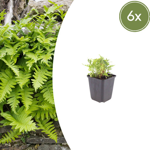 "Gewöhnlicher Tüpfelfarn 6er-Set (Polypodium vulgare) – winterharte Staude, Topf-Ø 9 cm, Höhe ca. 25 cm image"