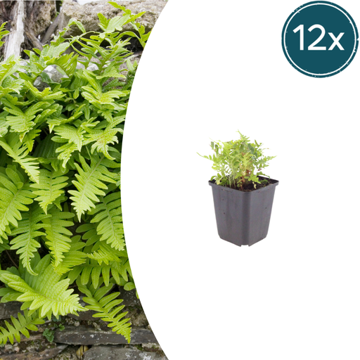 "Tüpfelfarn 12er-Set (Polypodium vulgare) – winterharter Farn, Topf-Ø 9 cm, Höhe ca. 25 cm image"