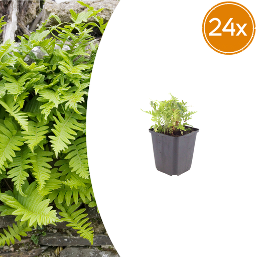 "24x Polypodium vulgare - ↕10-25cm - Ø9cm image"