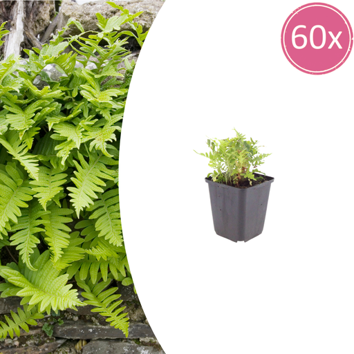"Gewöhnlicher Tüpfelfarn 60er-Set (Polypodium vulgare) – winterharte Bodendecker-Staude, Topf-Ø 9 cm, Höhe ca. 25 cm image"