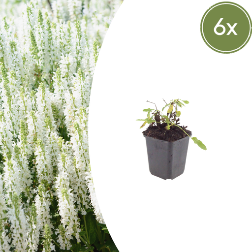 "Gartensalbei 'Schneehugel' 6er-Set (Salvia nemorosa) – winterharte Staude, Topf-Ø 9 cm, Höhe ca. 25 cm image"