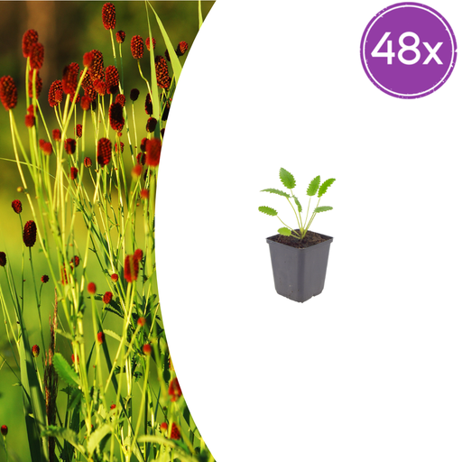 "48x Sanguisorba o. 'Tanna' - ↕10-25cm - Ø9cm image"