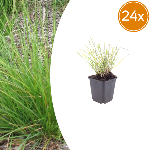 "24x Sesleria autumnalis - ↕10-25cm - Ø9cm image"