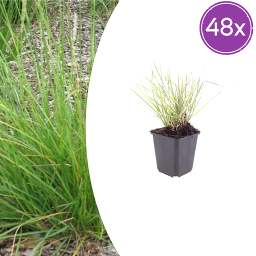 "Herbst-Blaugras 48er-Set (Sesleria autumnalis) – winterhartes Ziergras, Topf-Ø 9 cm, Höhe ca. 25 cm image"