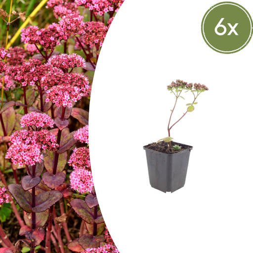 "6x Sedum 'Matrona' - ↕10-25cm - Ø9cm image"