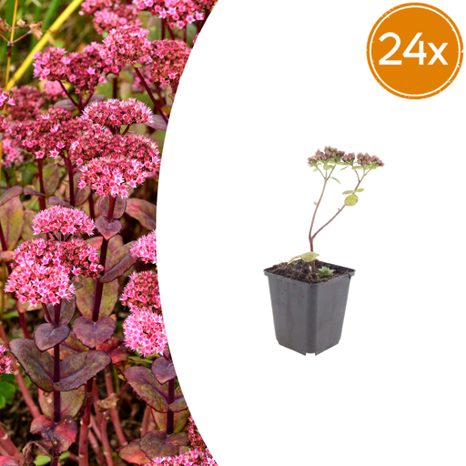 "24x Sedum 'Matrona' - ↕10-25cm - Ø9cm image"