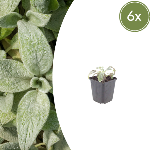 "Wollziest 'Silver Carpet' 6er-Set (Stachys byzantina) – winterharte Staude, Topf-Ø 9 cm, Höhe ca. 25 cm image"