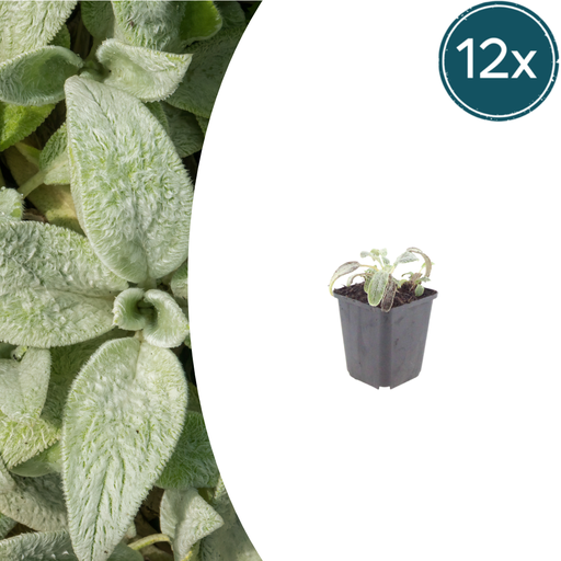 "Wollziest 'Silver Carpet' 12er-Set (Stachys byzantina) – winterharte Staude, Topf-Ø 9 cm, Höhe ca. 25 cm image"