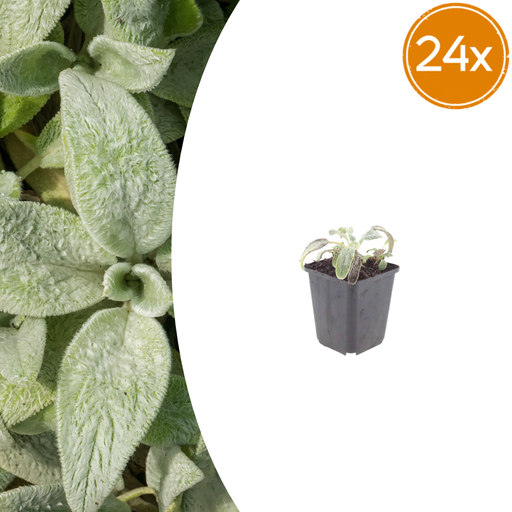 "Wollziest 'Silver Carpet' 24er-Set (Stachys byzantina) – winterharte Bodendecker-Staude, Topf-Ø 9 cm, Höhe ca. 25 cm image"