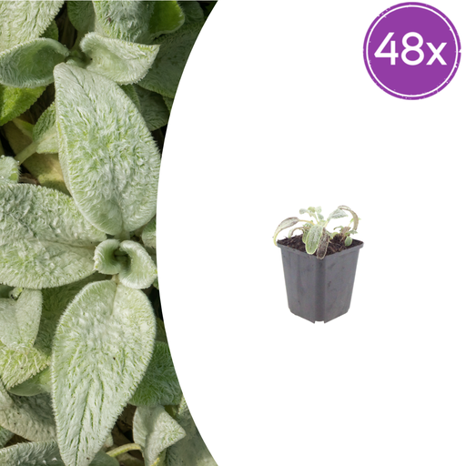"Wollziest 'Silver Carpet' 48er-Set (Stachys byzantina) – winterharte Bodendecker-Staude, Topf-Ø 9 cm, Höhe ca. 25 cm image"
