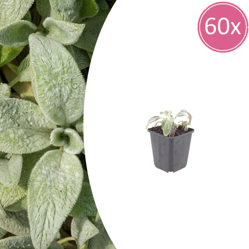 "Wollziest 'Silver Carpet' 60er-Set (Stachys byzantina) – winterharte Staude, Topf-Ø 9 cm, Höhe ca. 25 cm image"