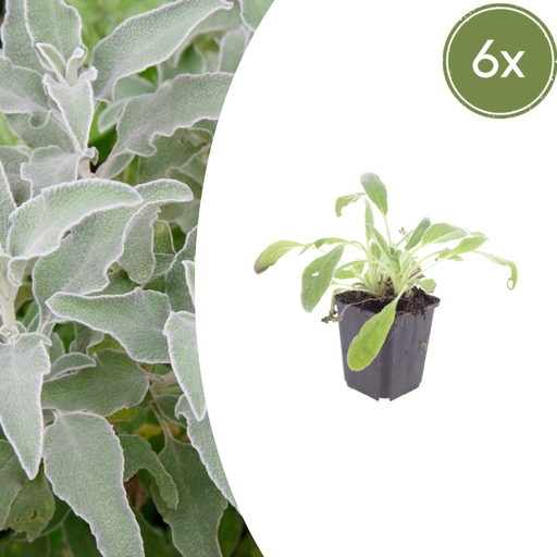 "Wollziest 6er-Set (Stachys byzantina) – winterharte Staude, Topf-Ø 9 cm, Höhe ca. 25 cm image"