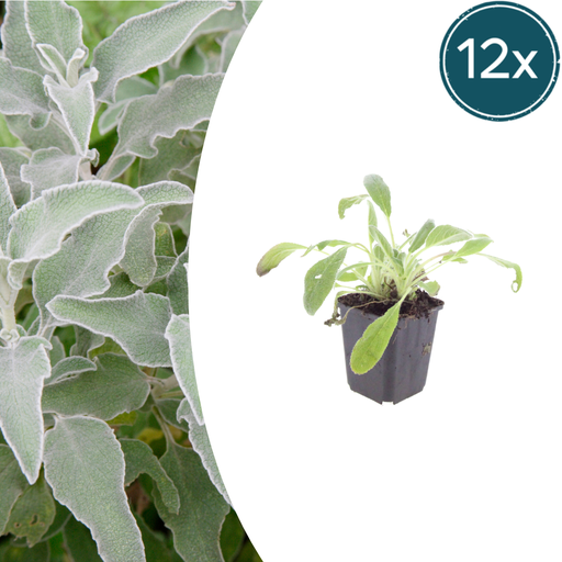 "Wollziest 12er-Set (Stachys byzantina) – winterharte Bodendecker-Staude, Topf-Ø 9 cm, Höhe ca. 25 cm image"